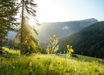 Almsommer in der Fuschlseeregion